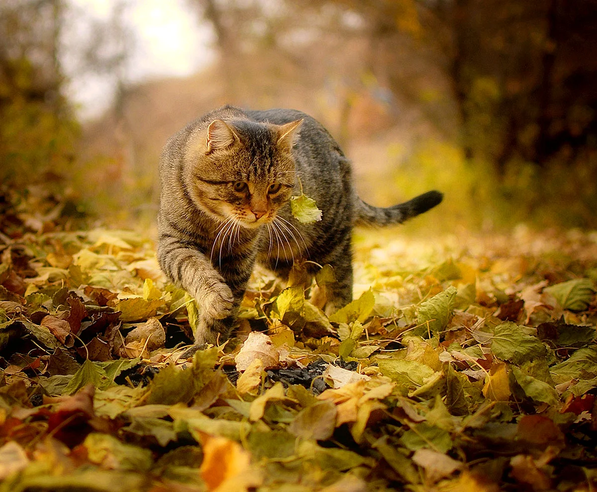Котик в осенней листве