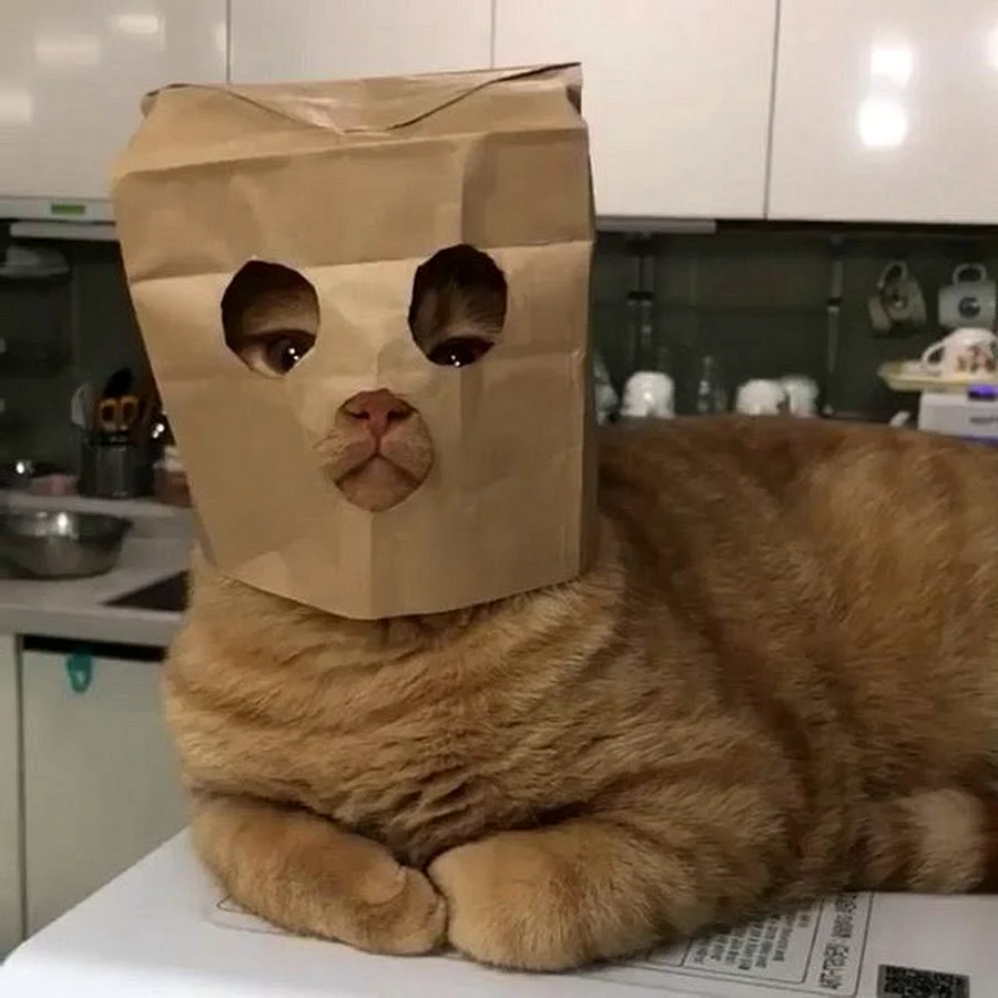 Котик в пакете