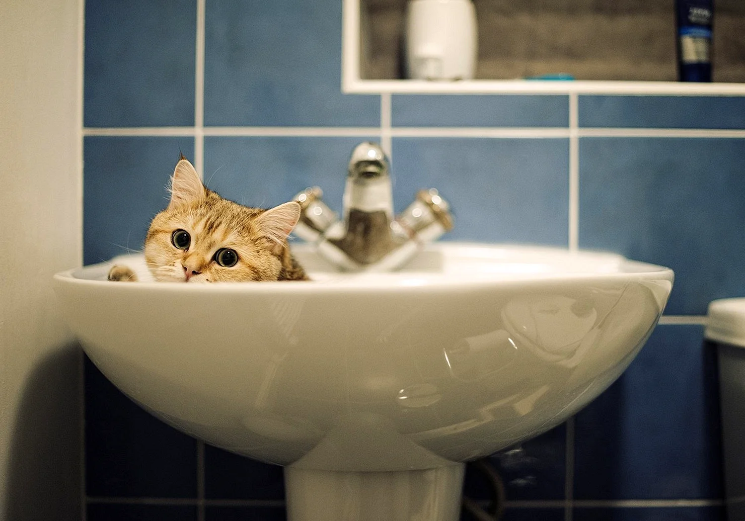 Котик в раковине