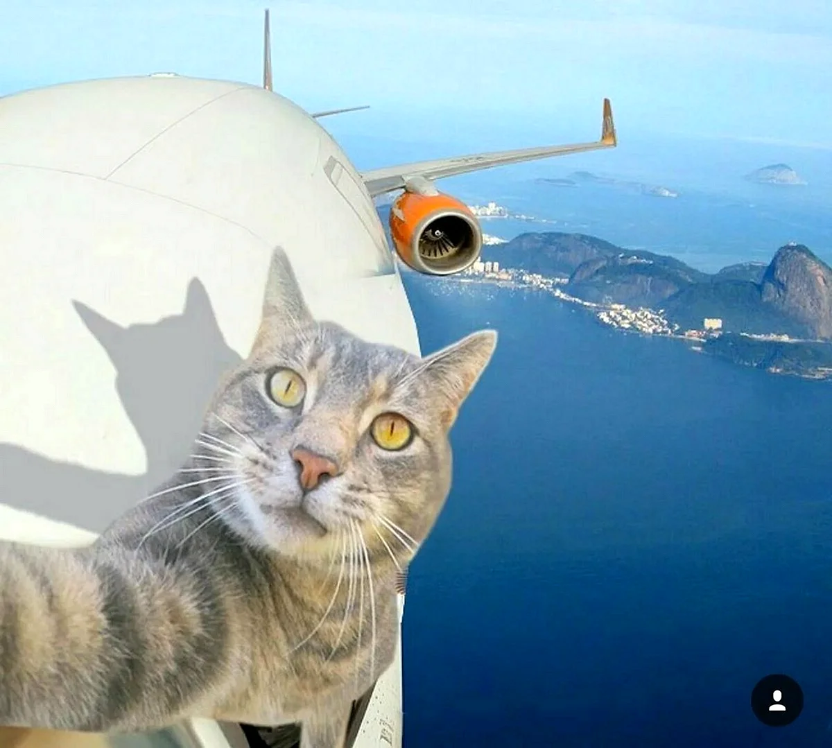 Котик в самолете