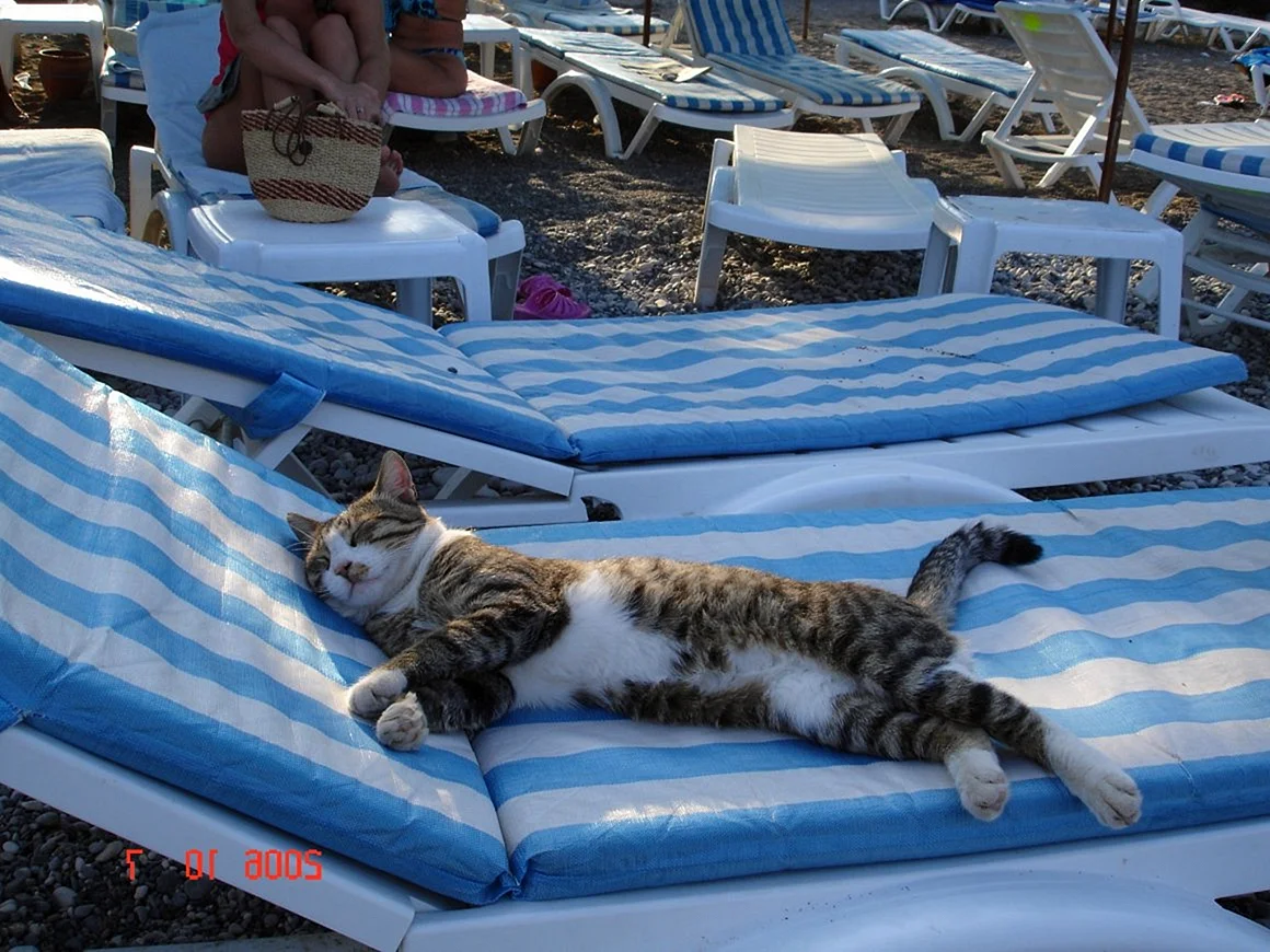 Котик в Турции отдыхает