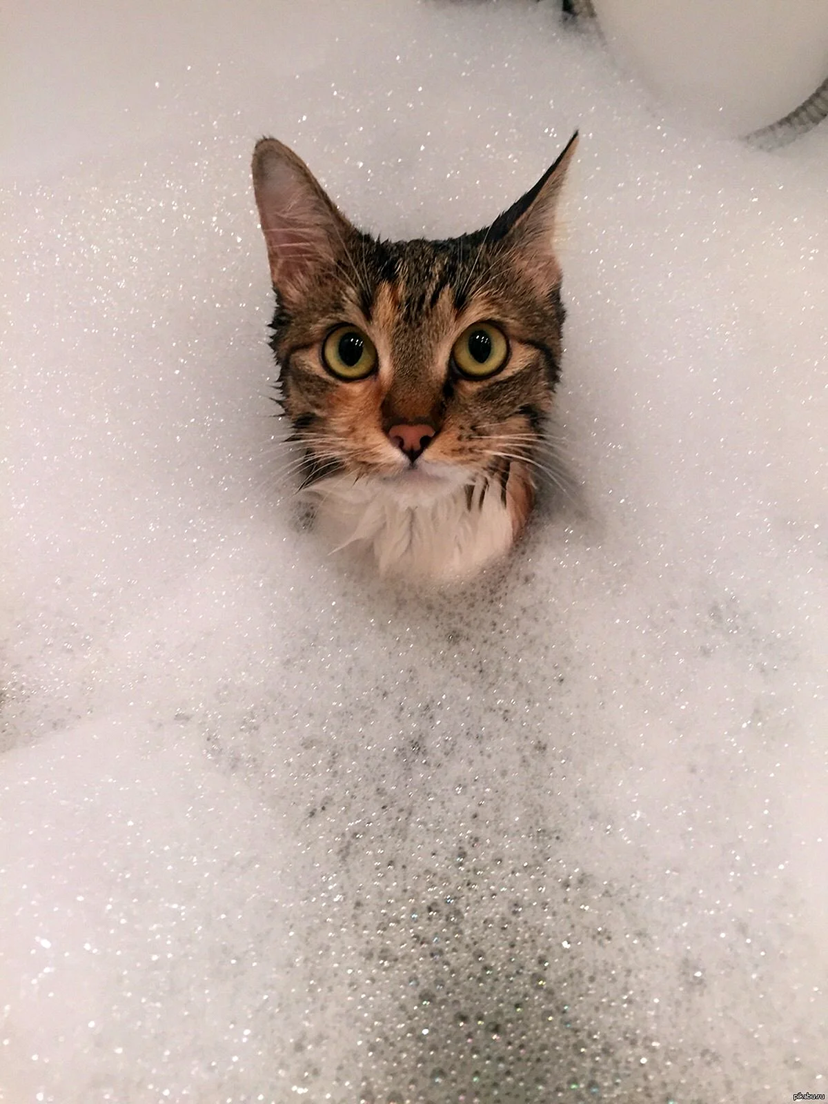 Котик в ванне