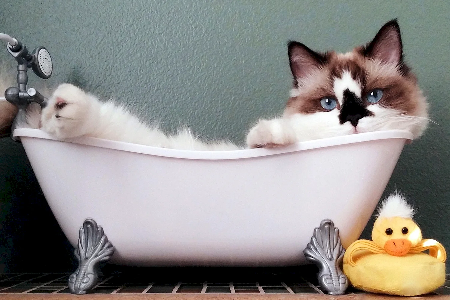 Ванная комната кот. Кошечка в ванной. Кошка в ванне. Кошка Ван.