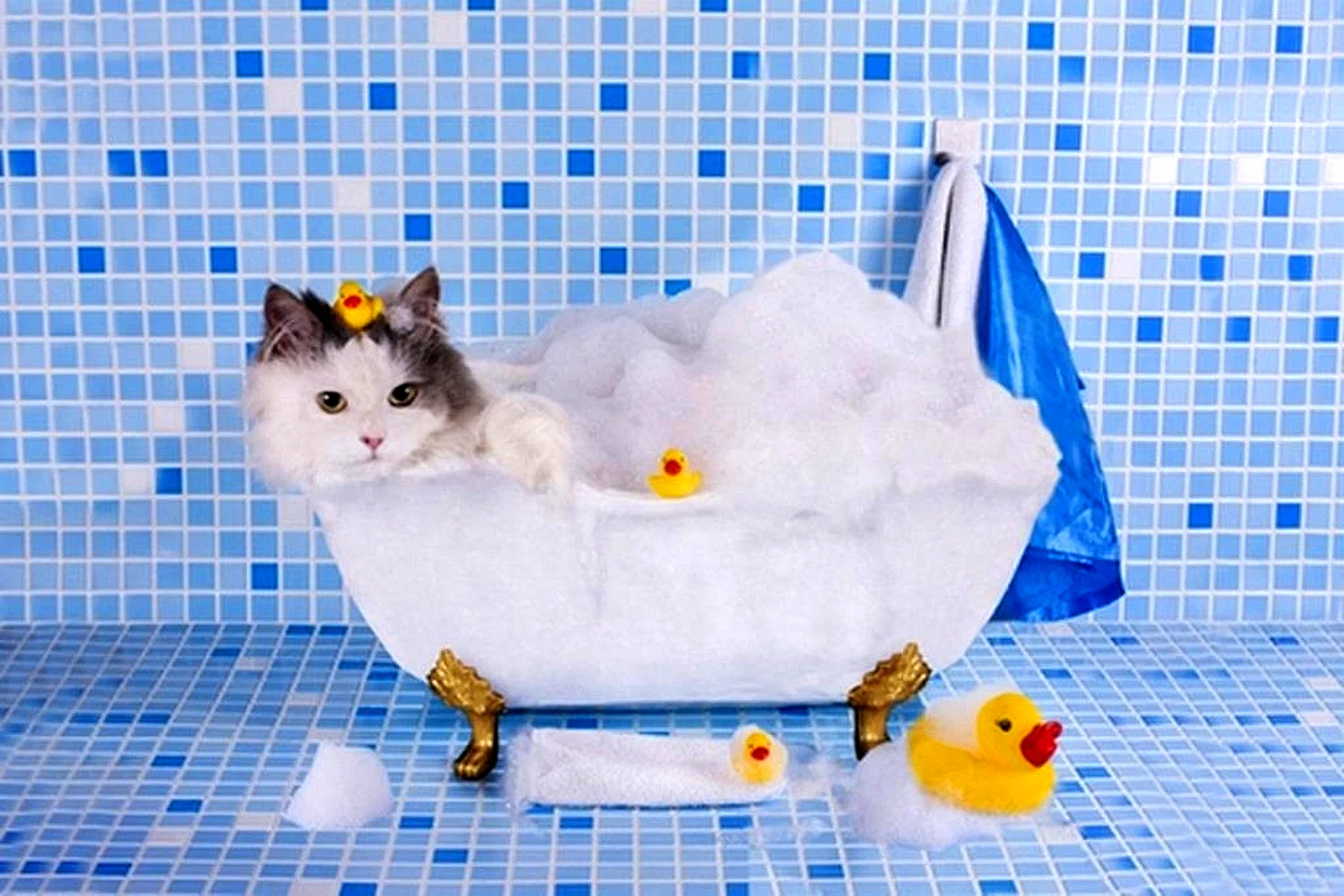 Кота моют в ванне. Котик в ванной. Кошка в ванной. Купание кота. Котенок купается в ванне.