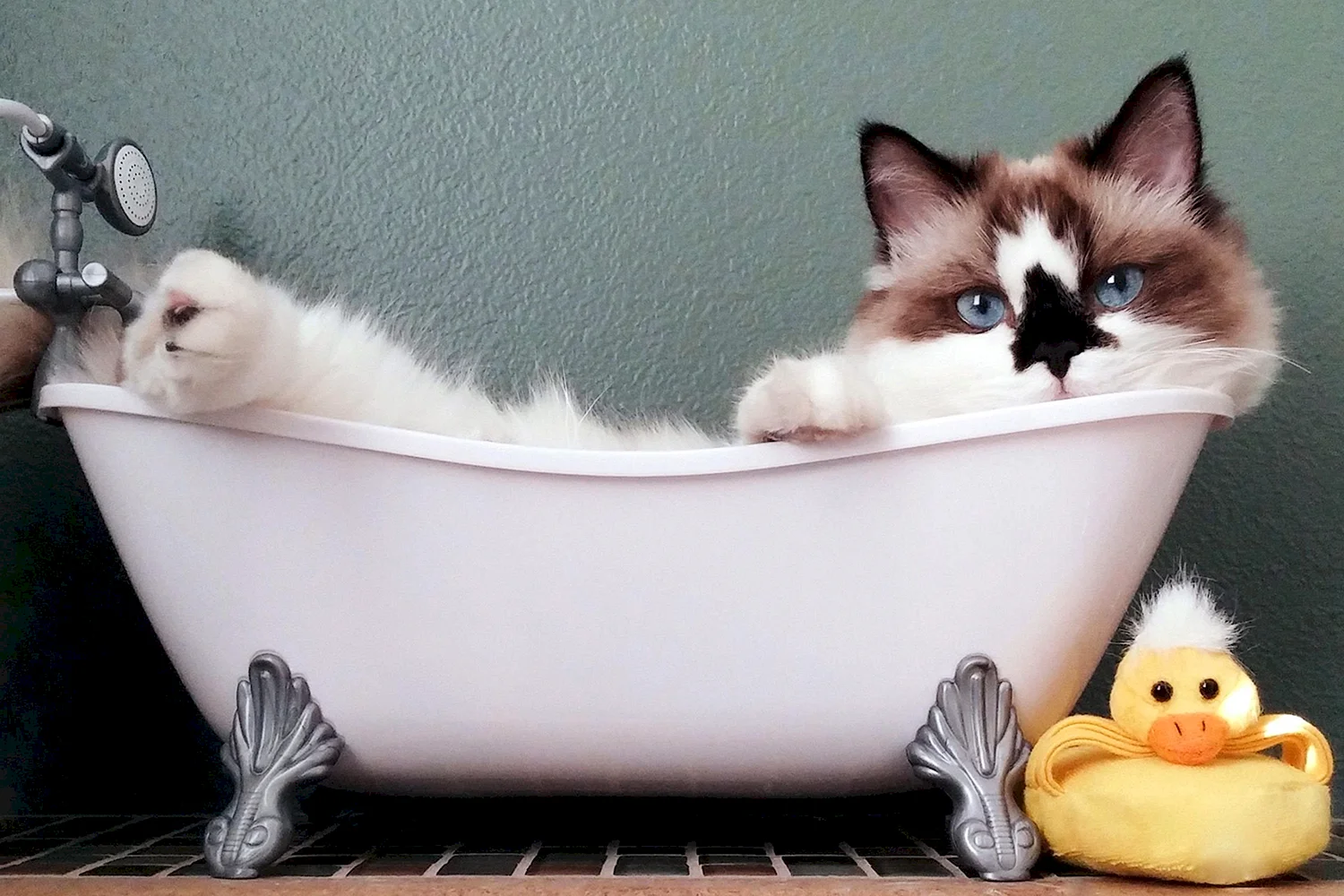 Котик в ванной