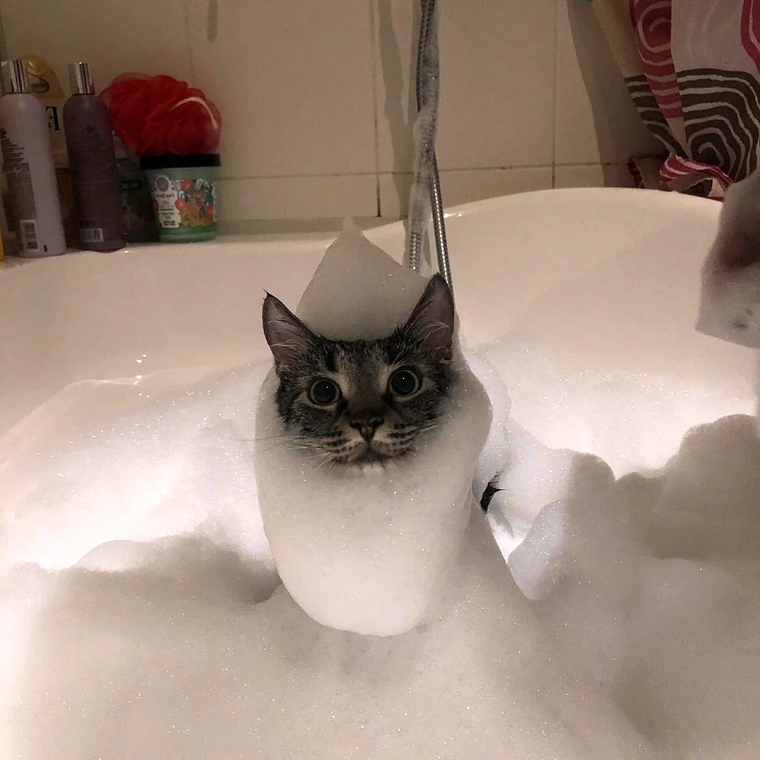 Котик в ванной