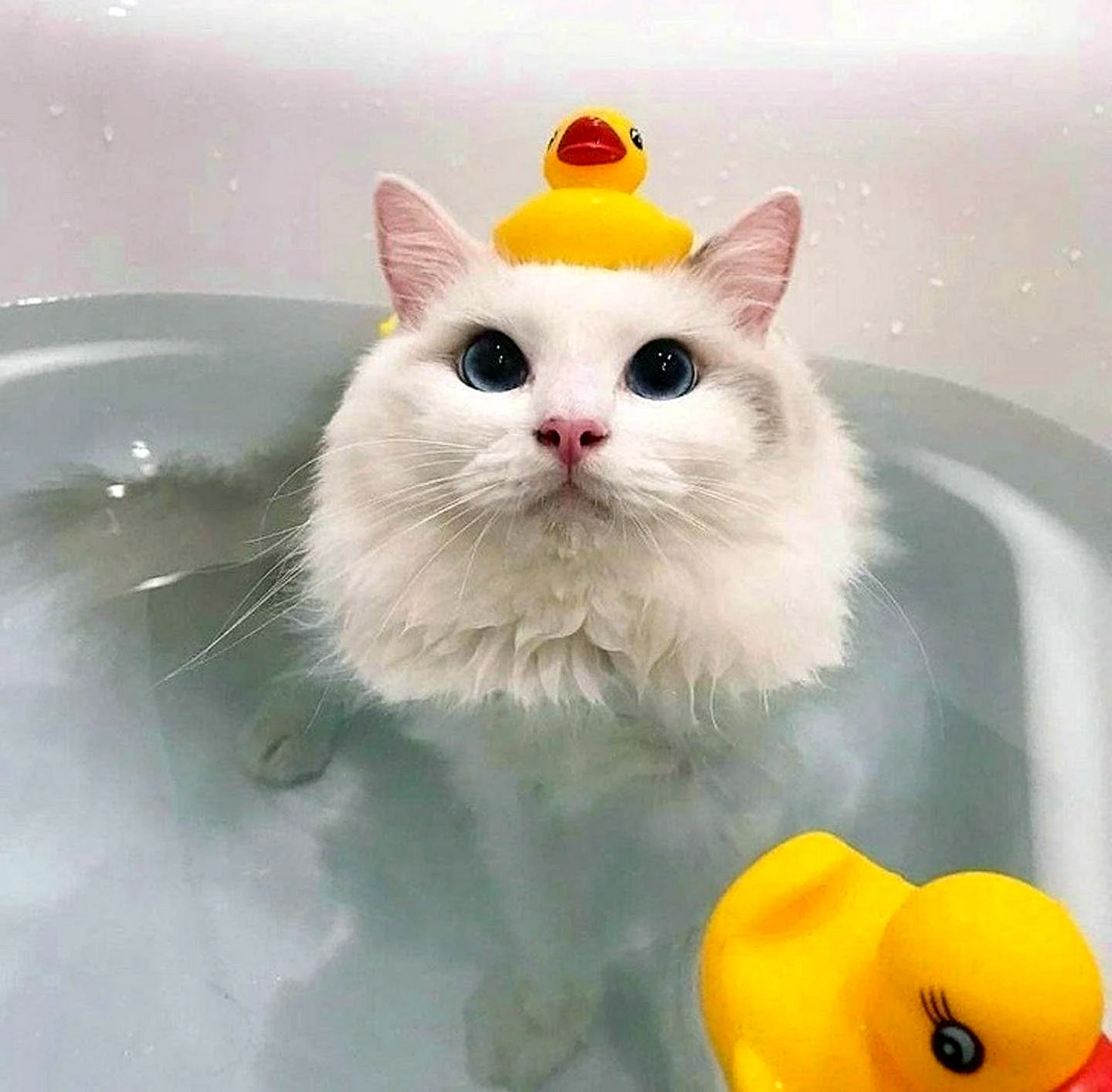 Котик в ванной