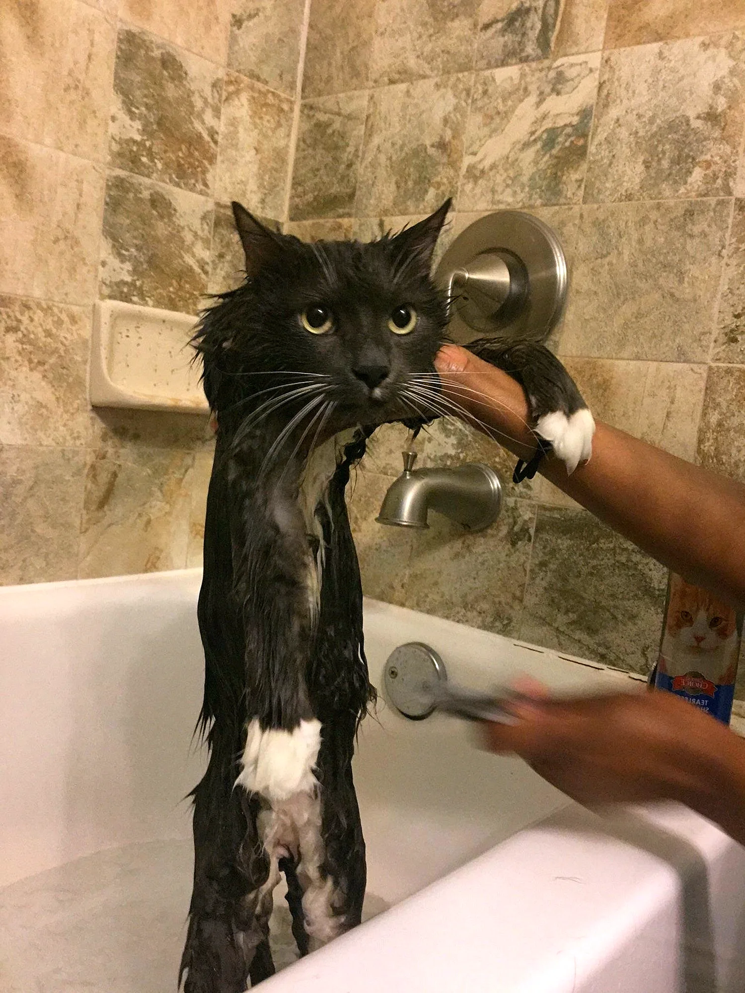 Котик в ванной