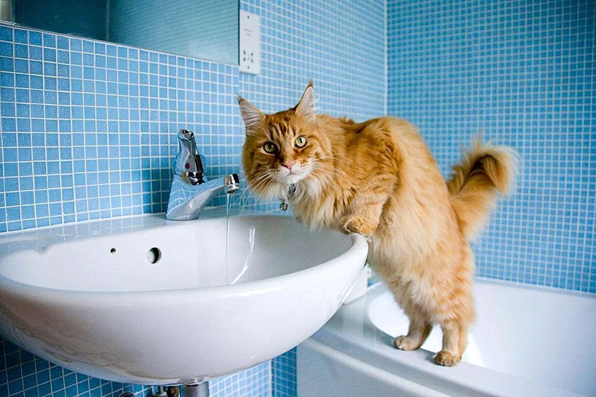 Котик в ванной