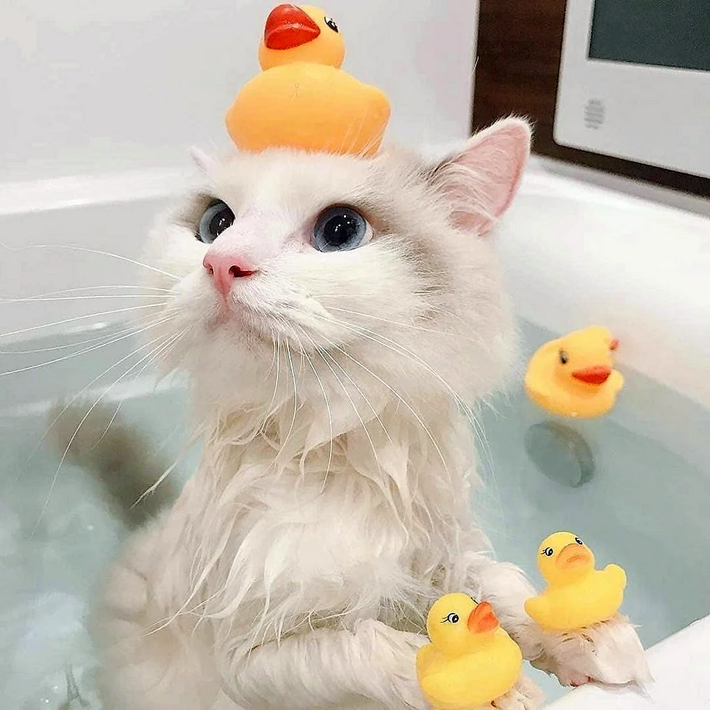 Котик в ванной
