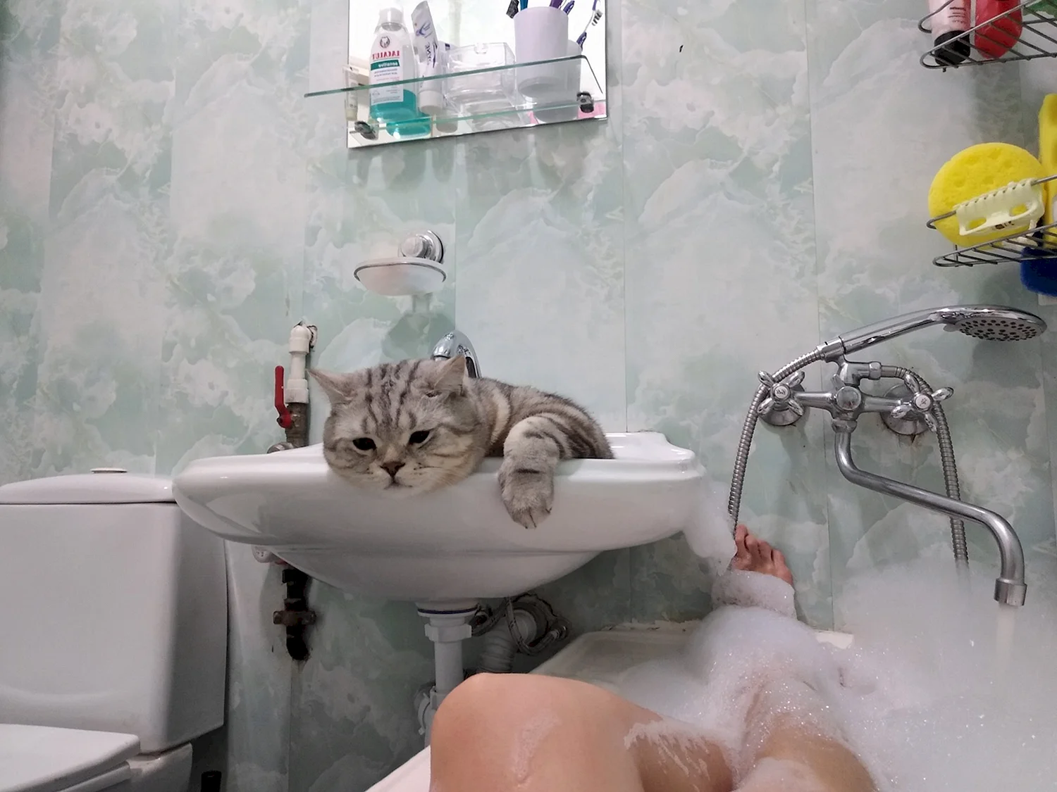 Котик в ванной