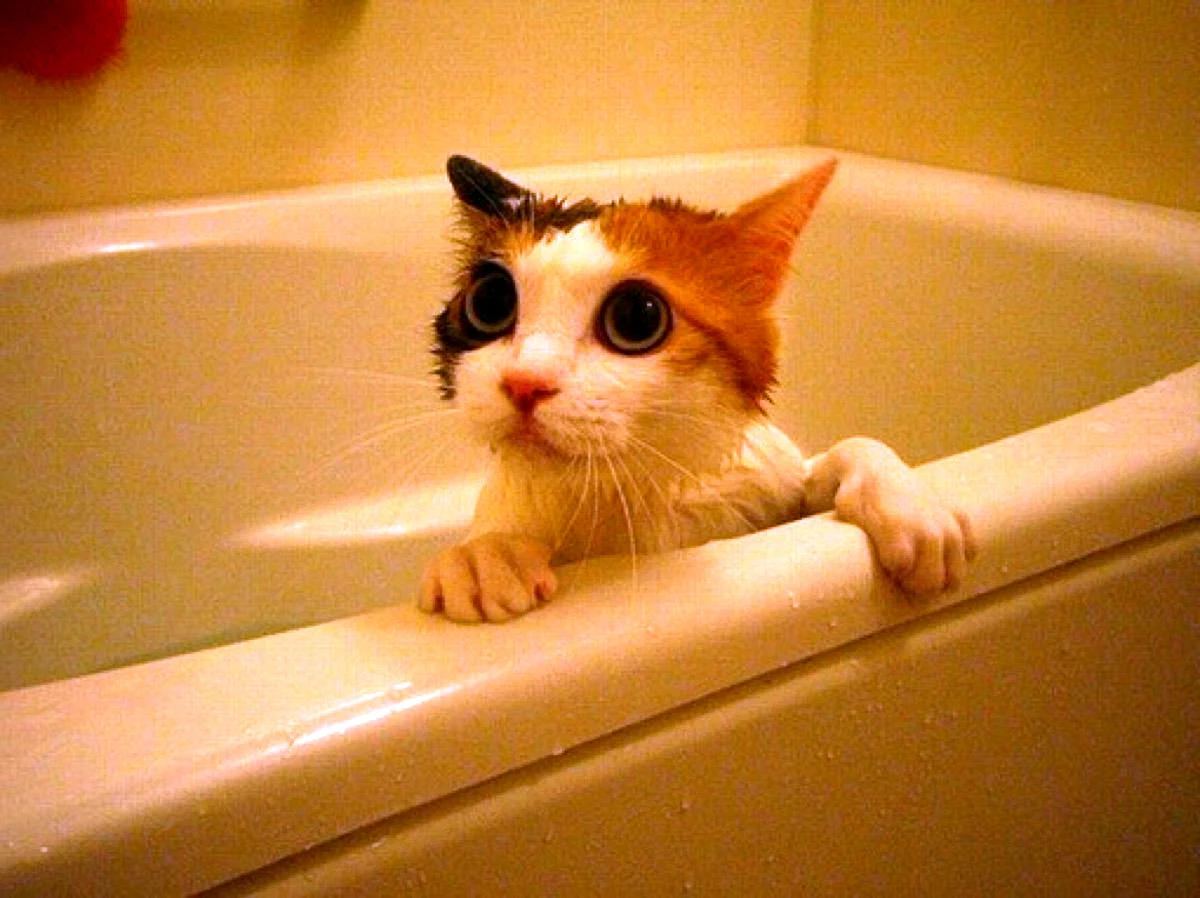 Котик в ванной