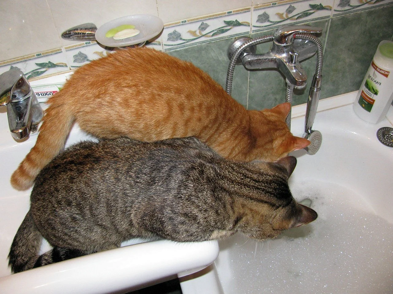 Котик в ванной