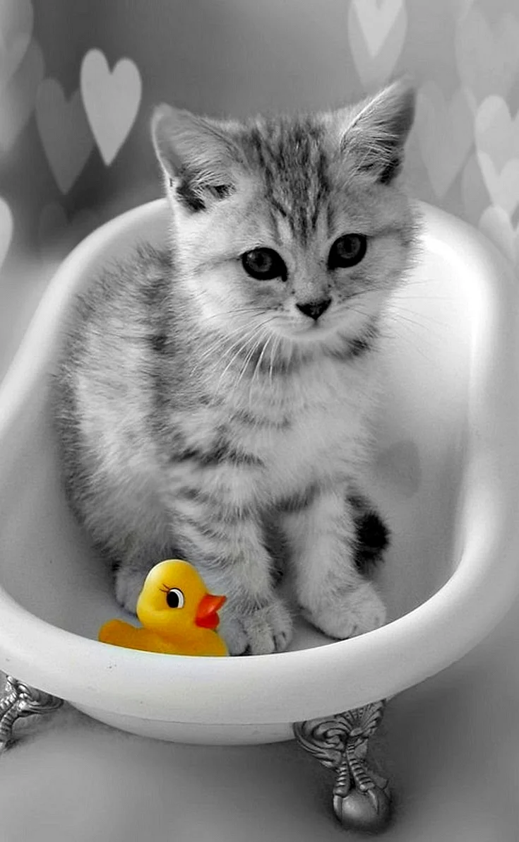 Котик в ванной
