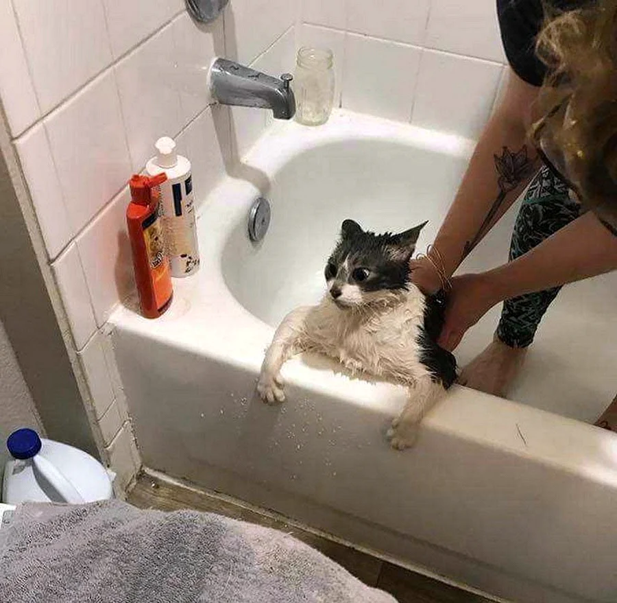 Котик в ванной