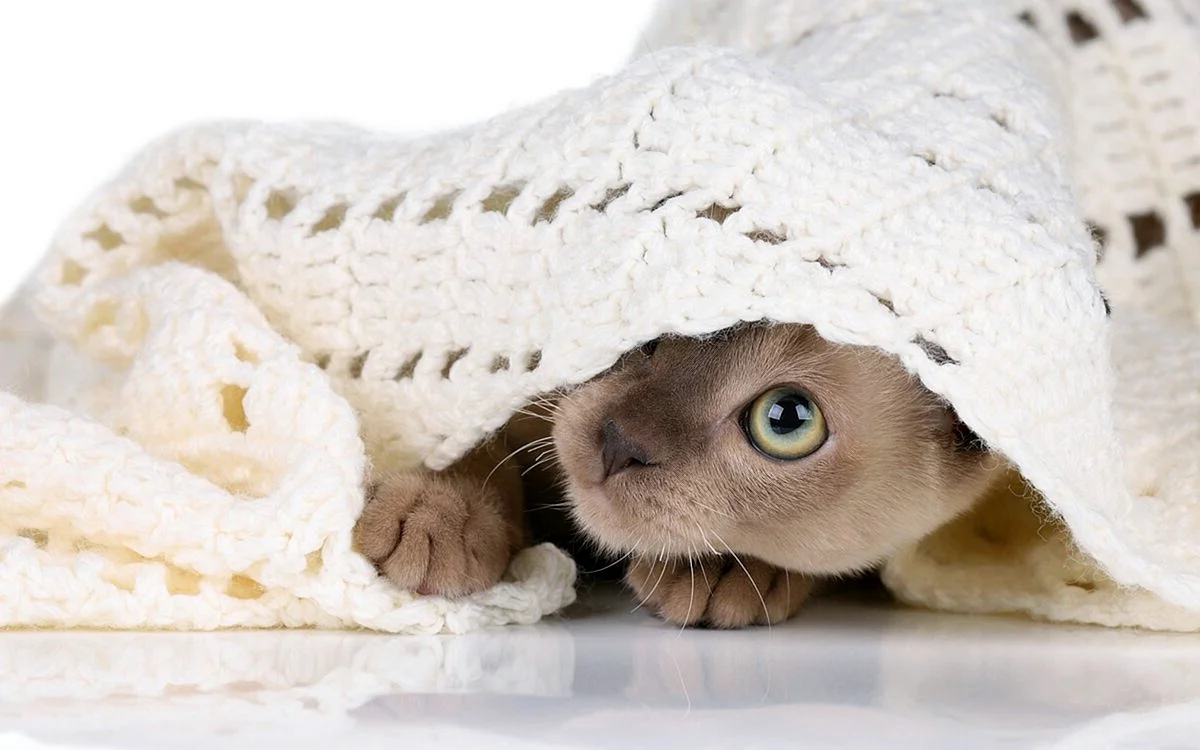 Котик выглядывает из под одеяла