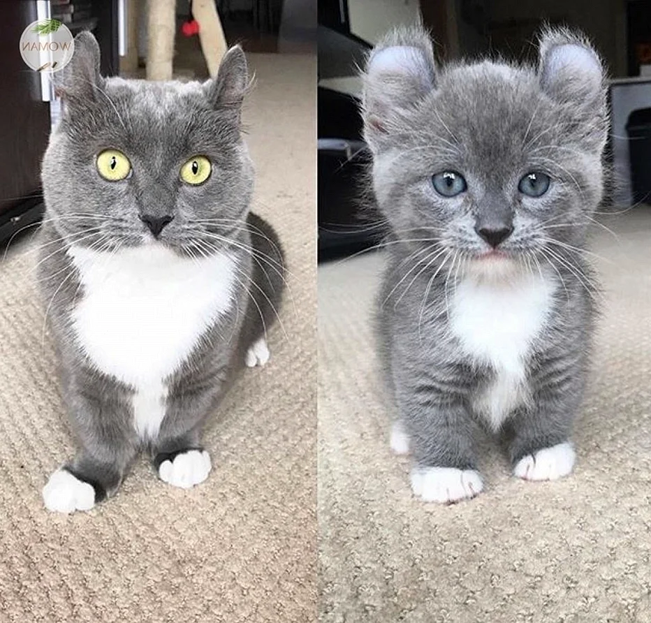 Котик вырос