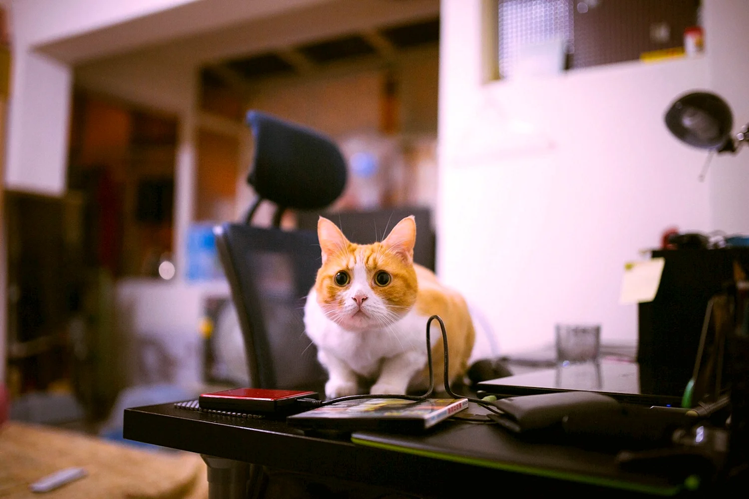 Котик за столом