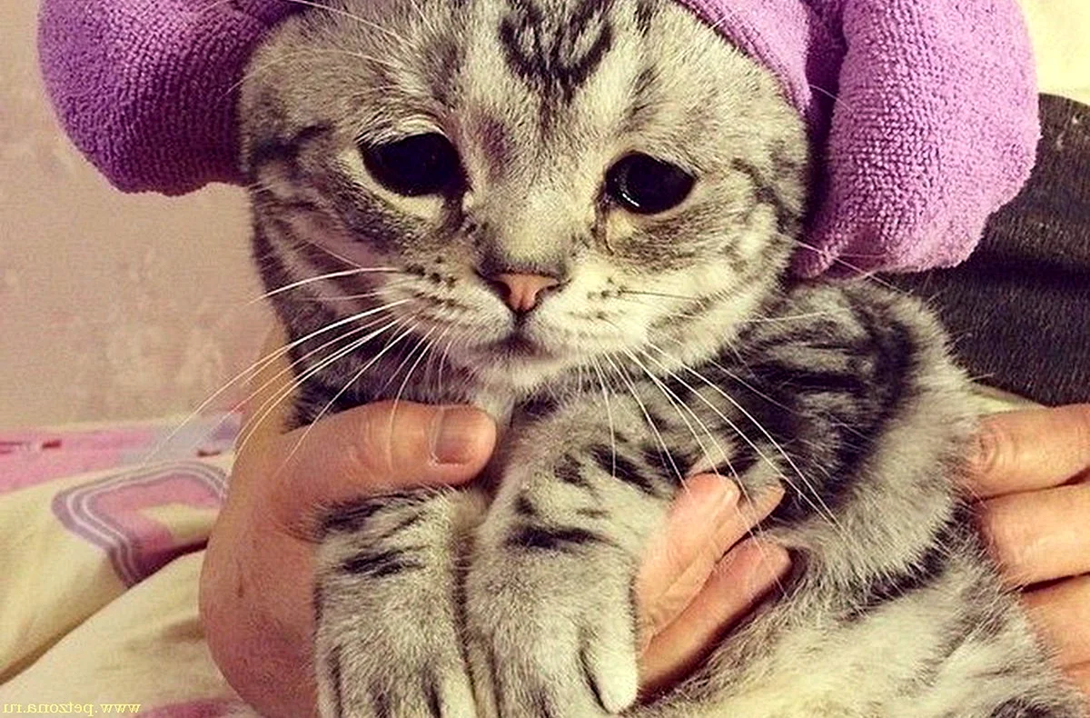 Котики грустные и милые