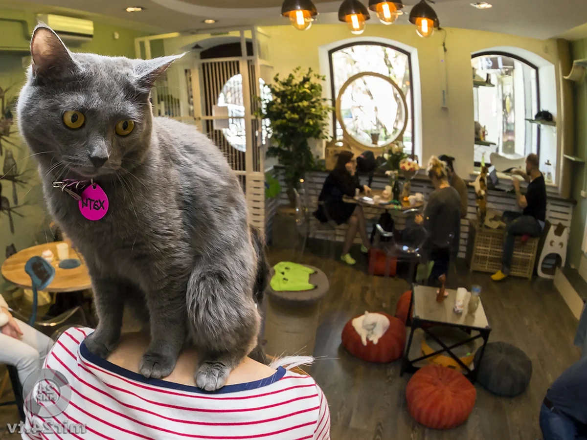 Котики и люди кафе в Москве