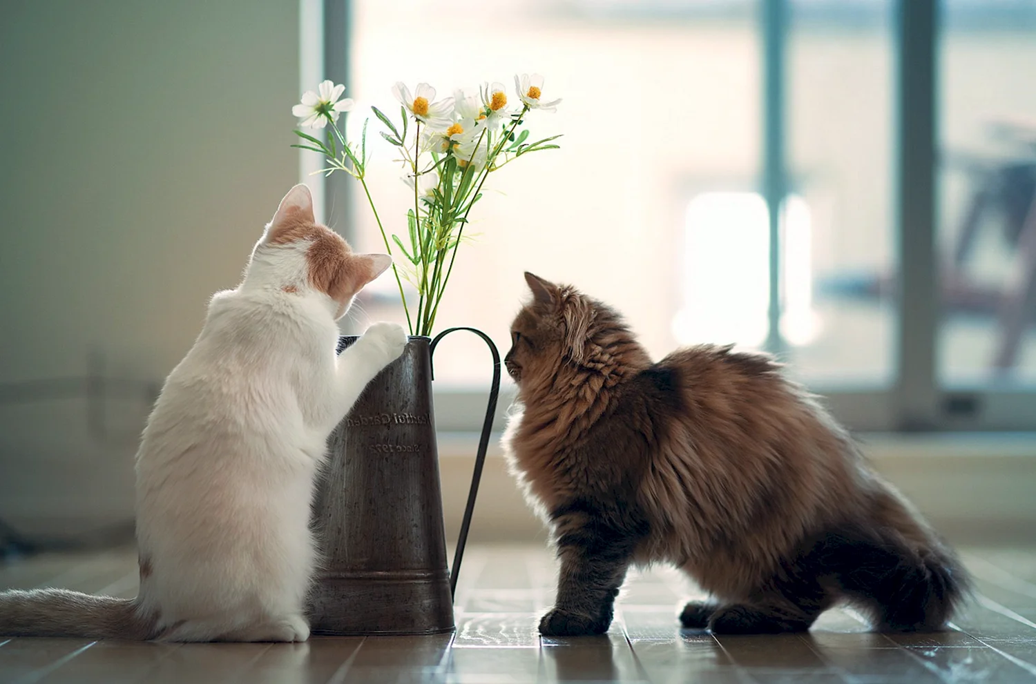 Котики и цветы