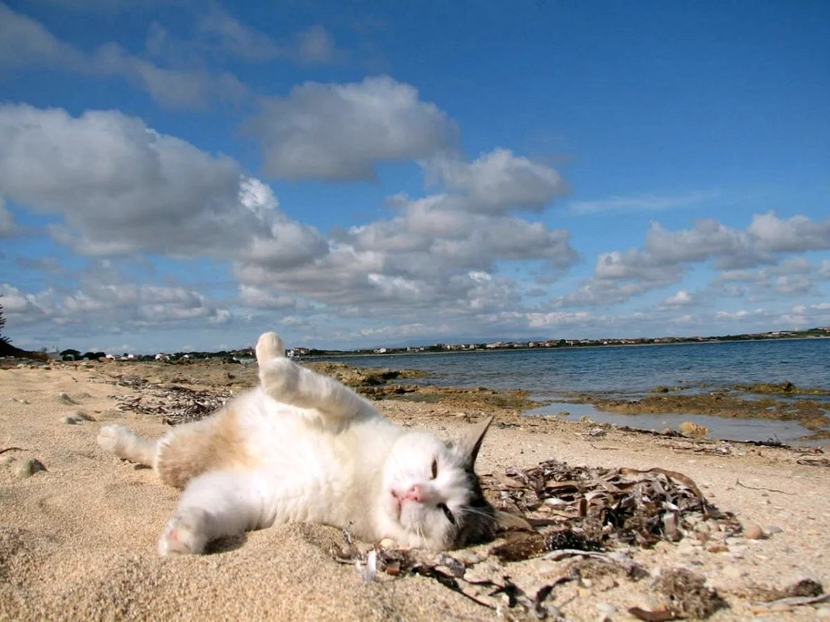 Котики на море на пляже