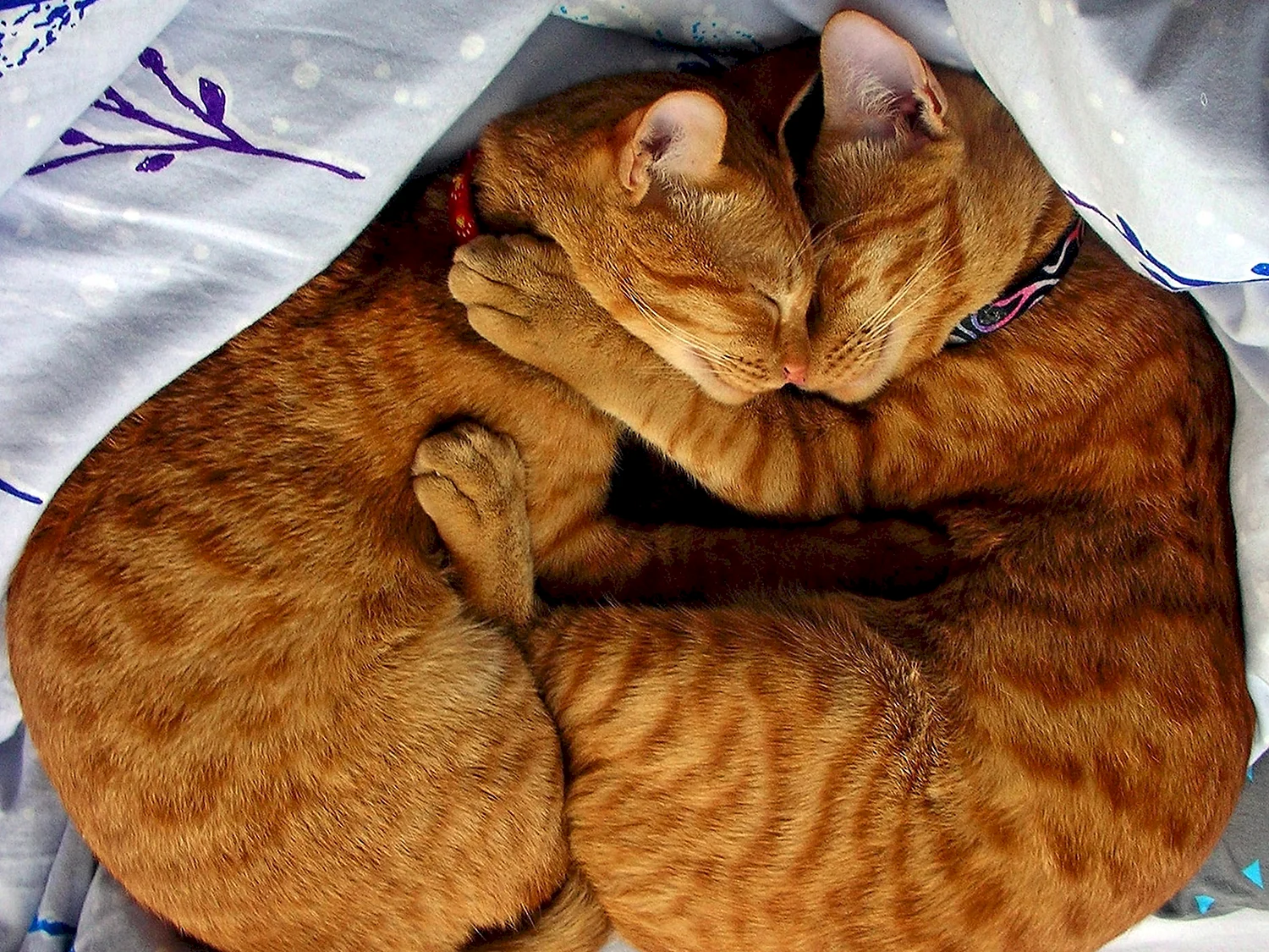 Котики обнимаются
