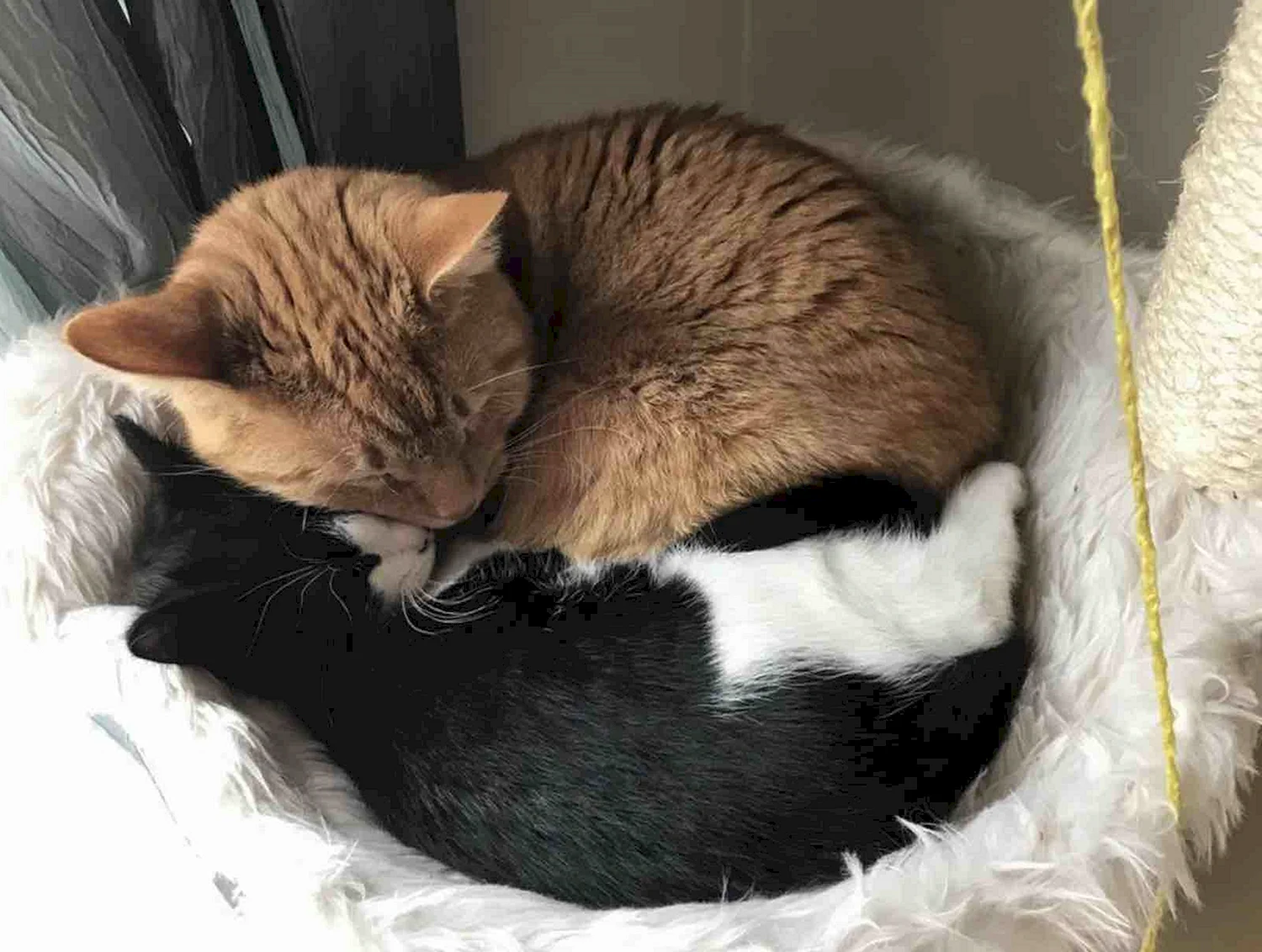 Котики рыжие с белым