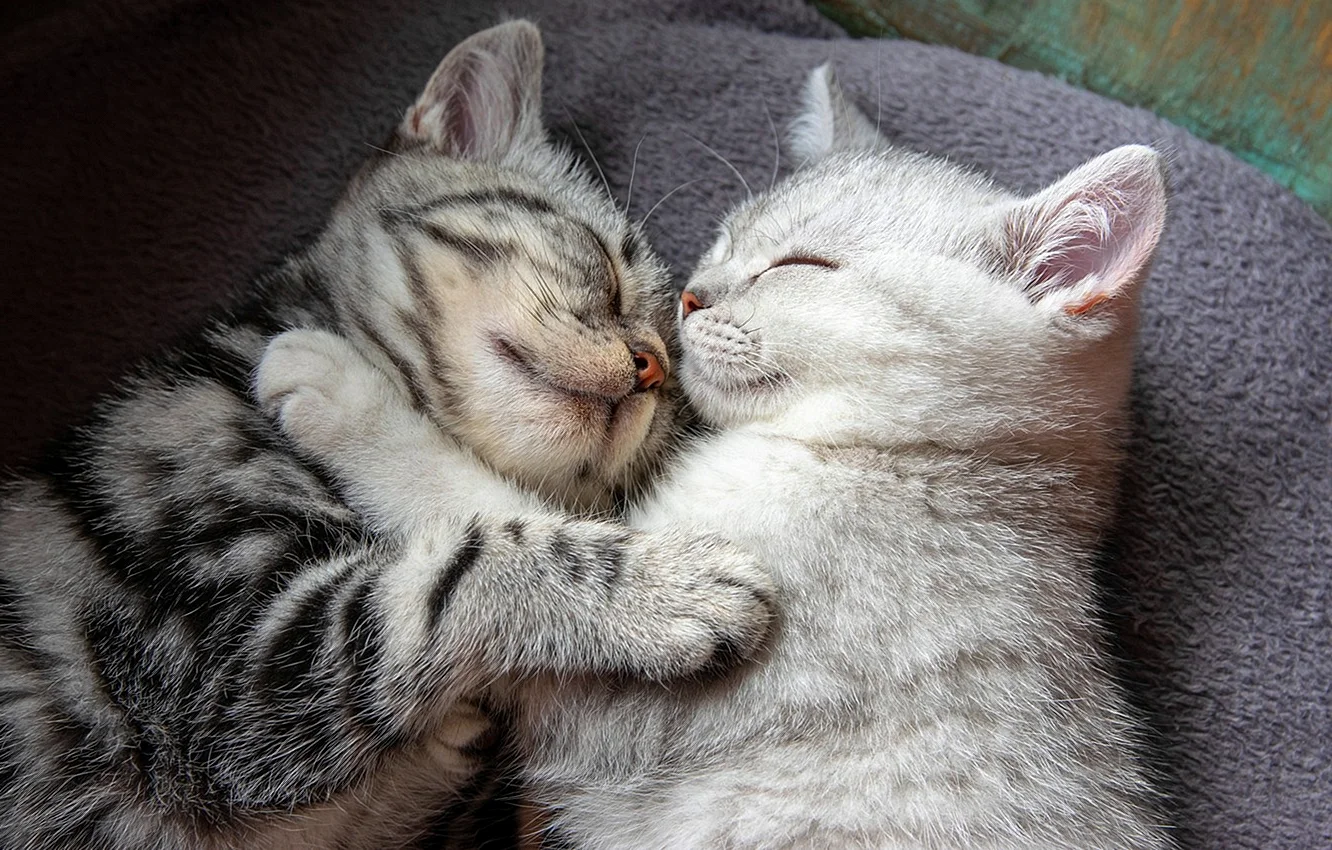 Котики спят вместе