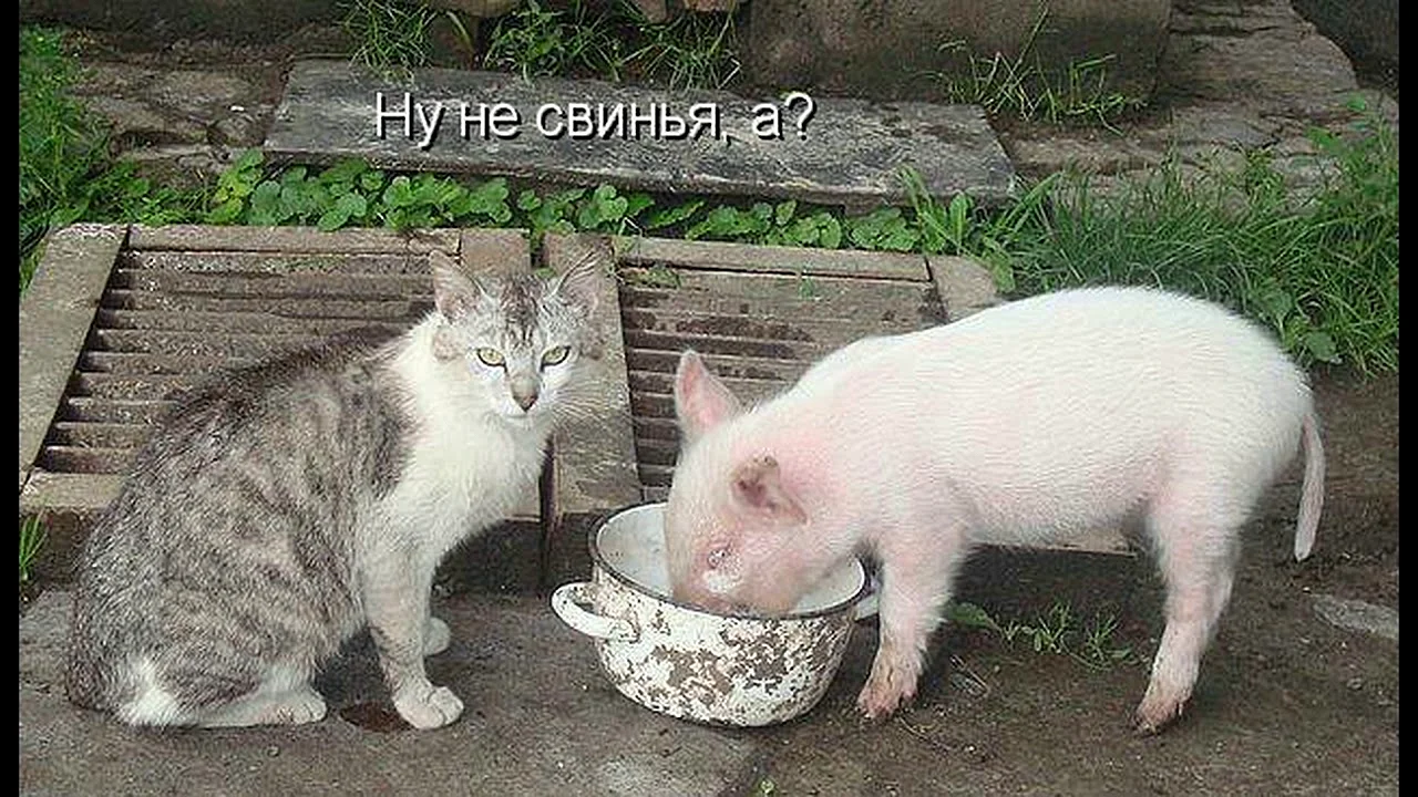Котоматрица друзья кот и свинья