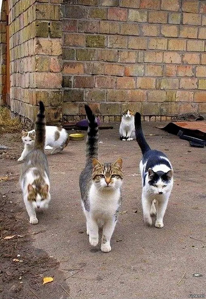 Коты банда