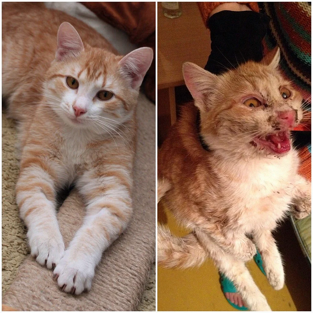 Коты до и после взросления