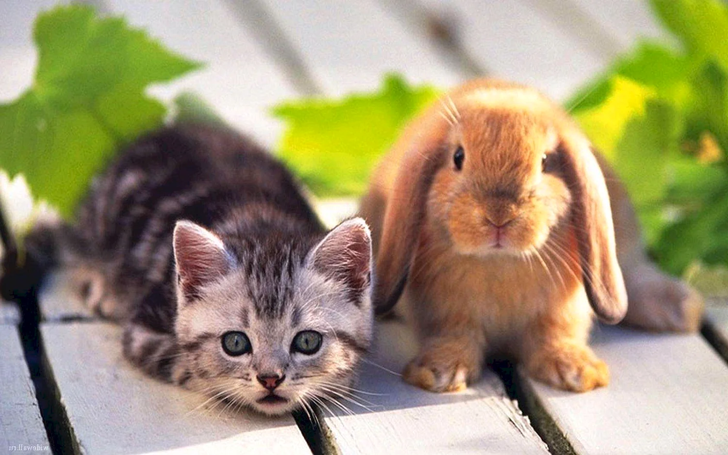 Коты и кролики