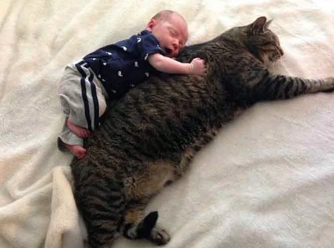 Коты и младенцы