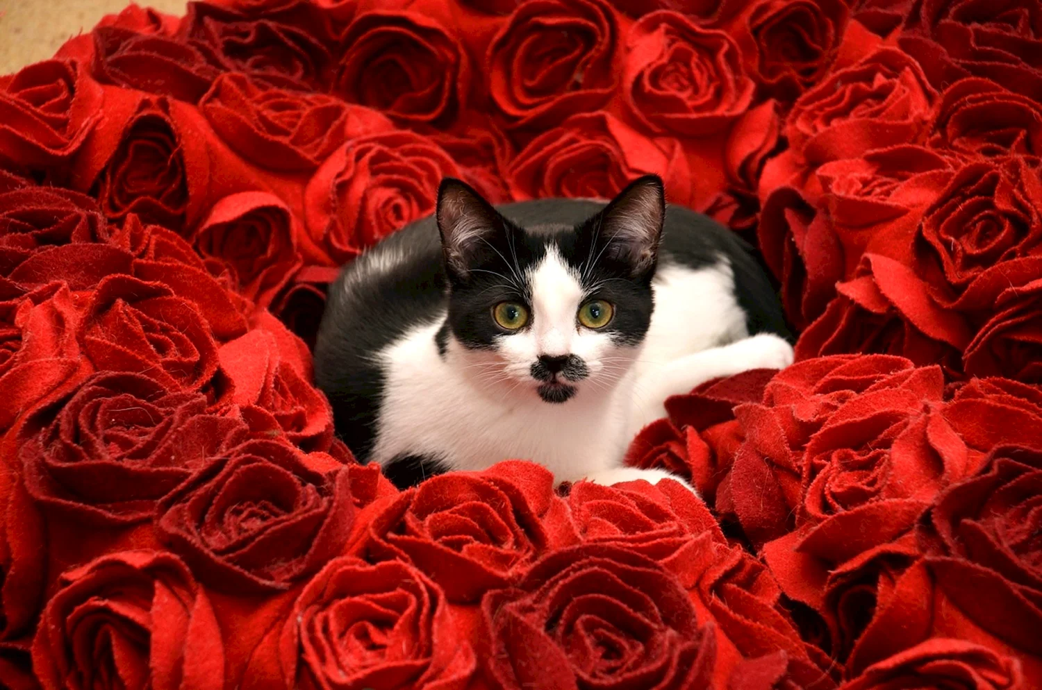 Коты и розы