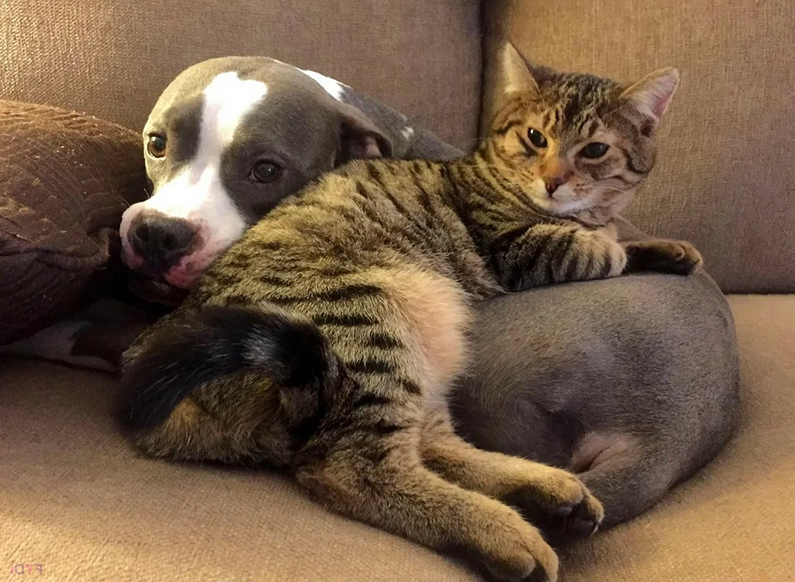 Коты и собаки