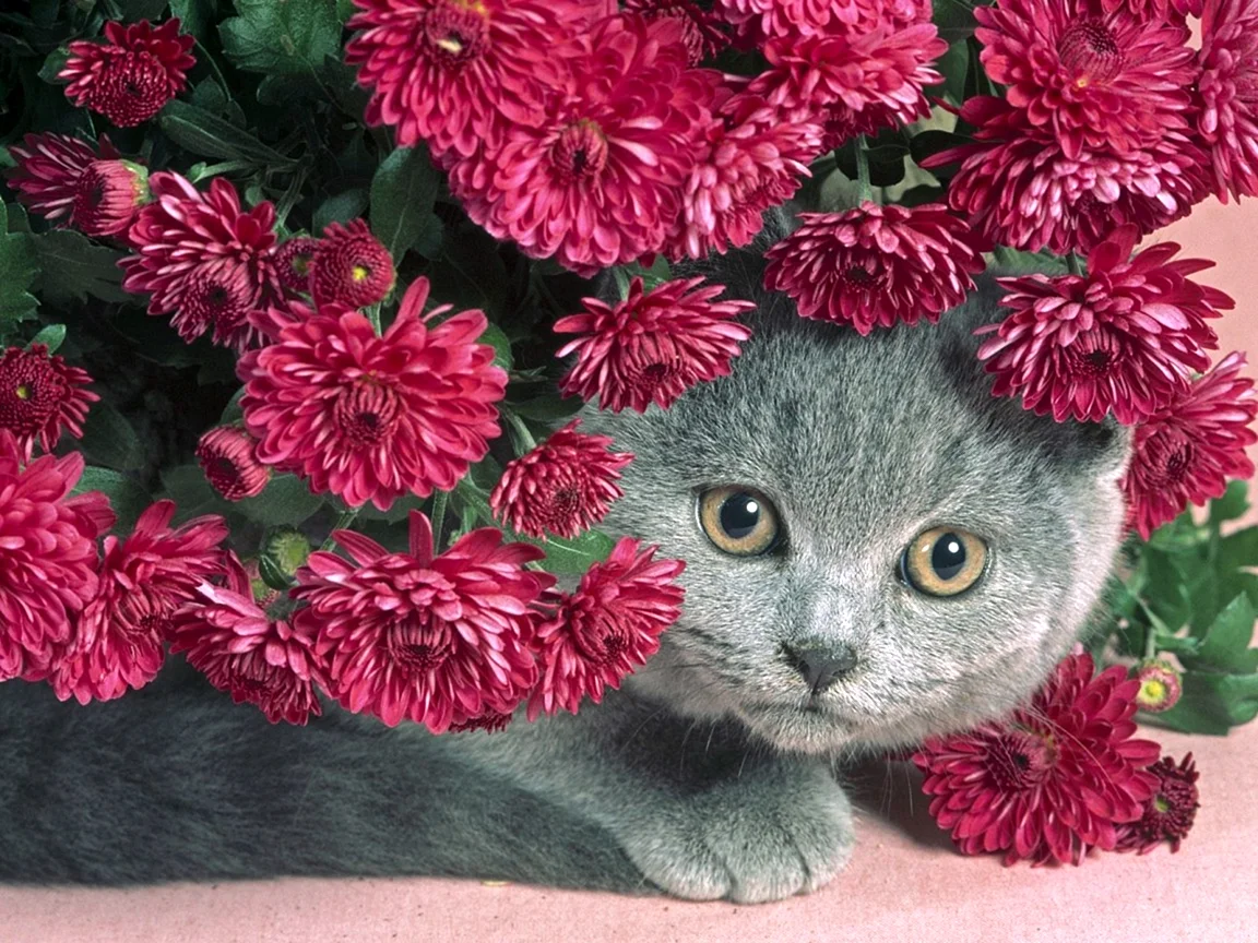 Коты и цветы