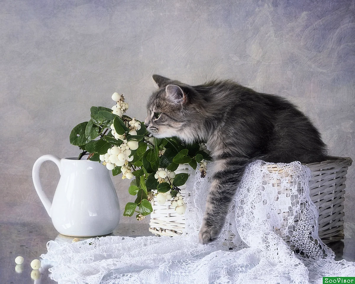 Коты Ирины Приходько