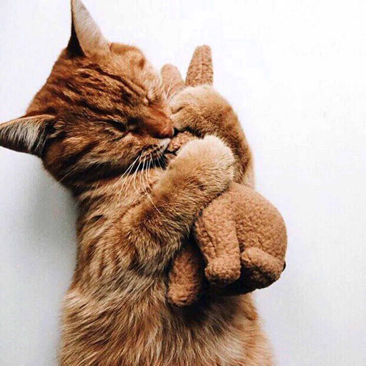 Коты обнимаются