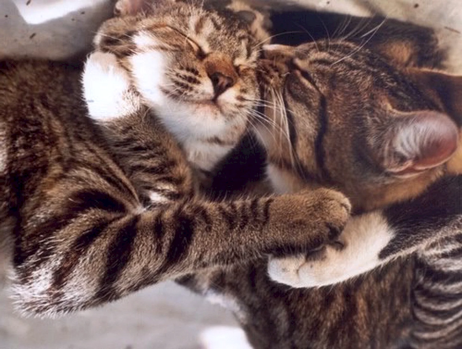Коты обнимаются крепко