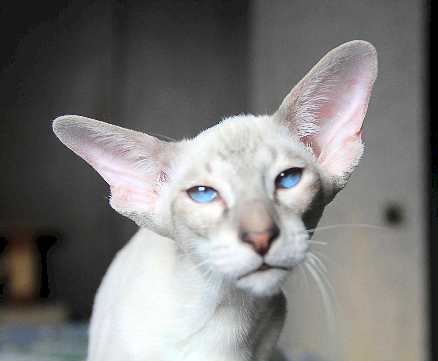 Коты ориенталы