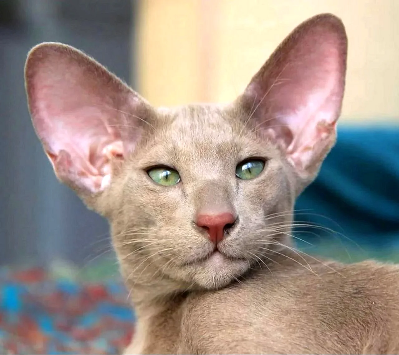 Коты ориенталы
