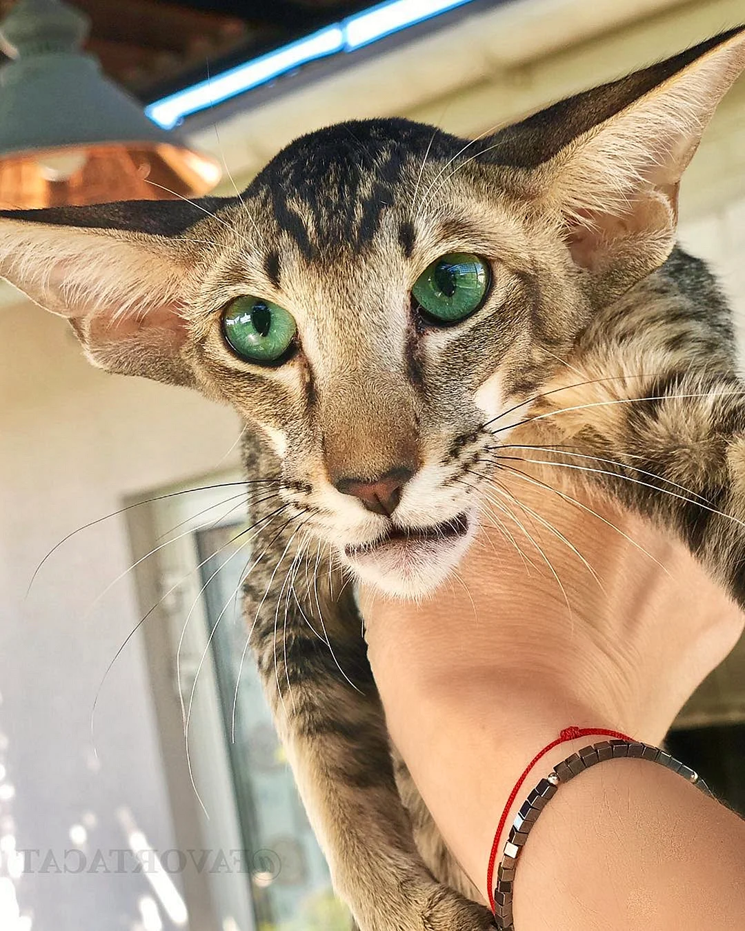 Коты ориенталы
