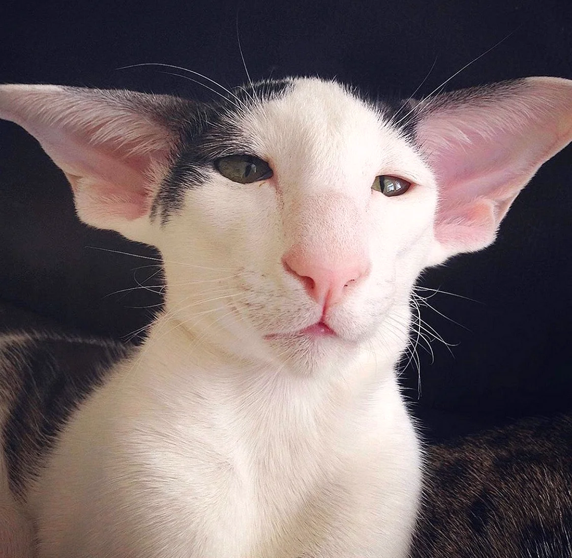 Коты ориенталы грузины