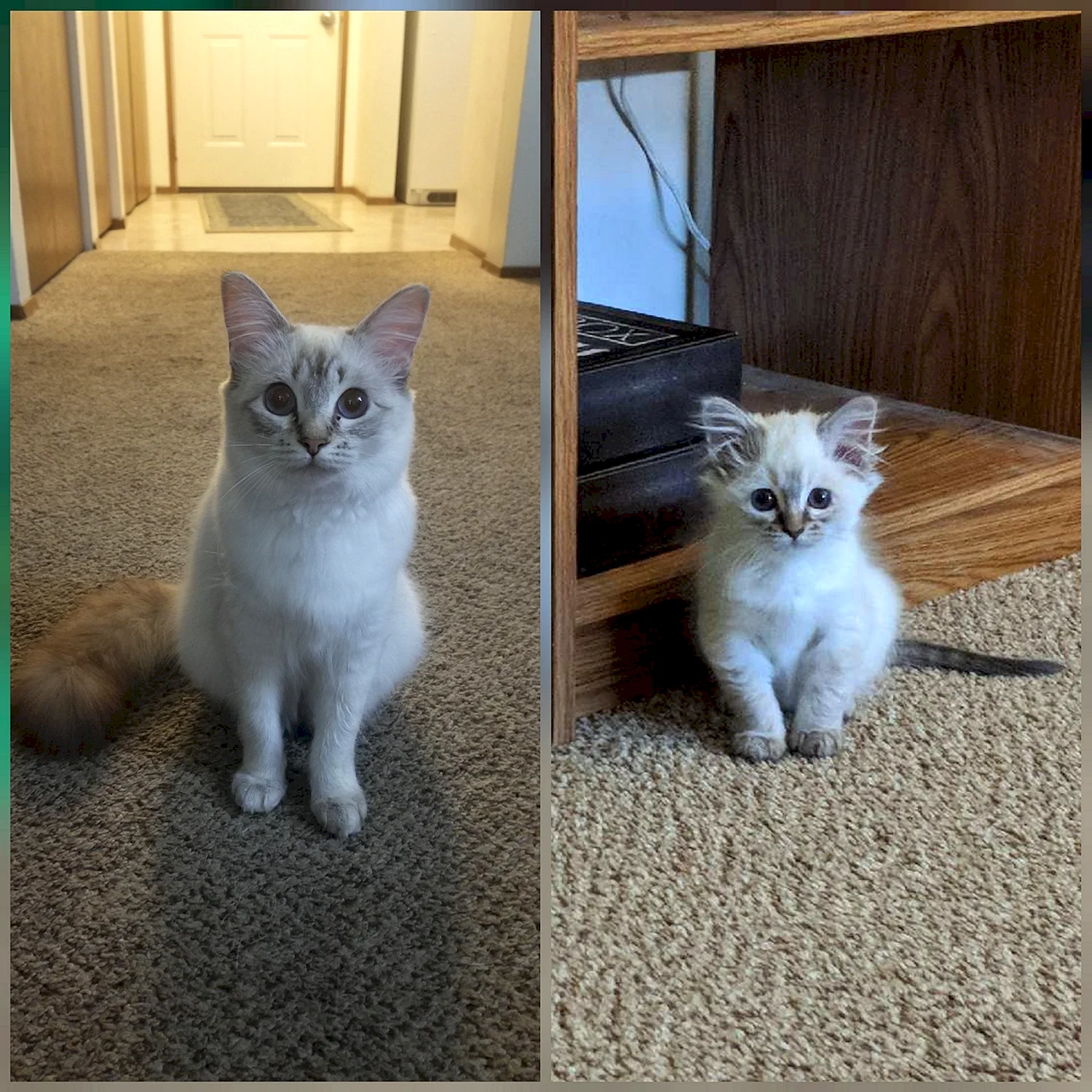 Коты по месяцам взросление