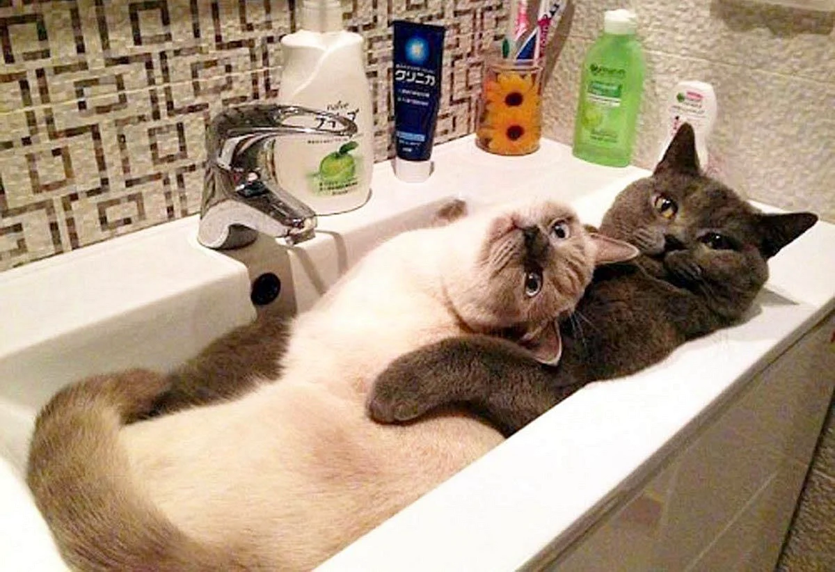 Коты приколы