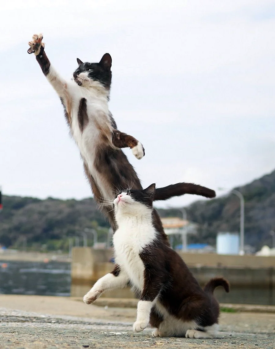 Коты прыгают