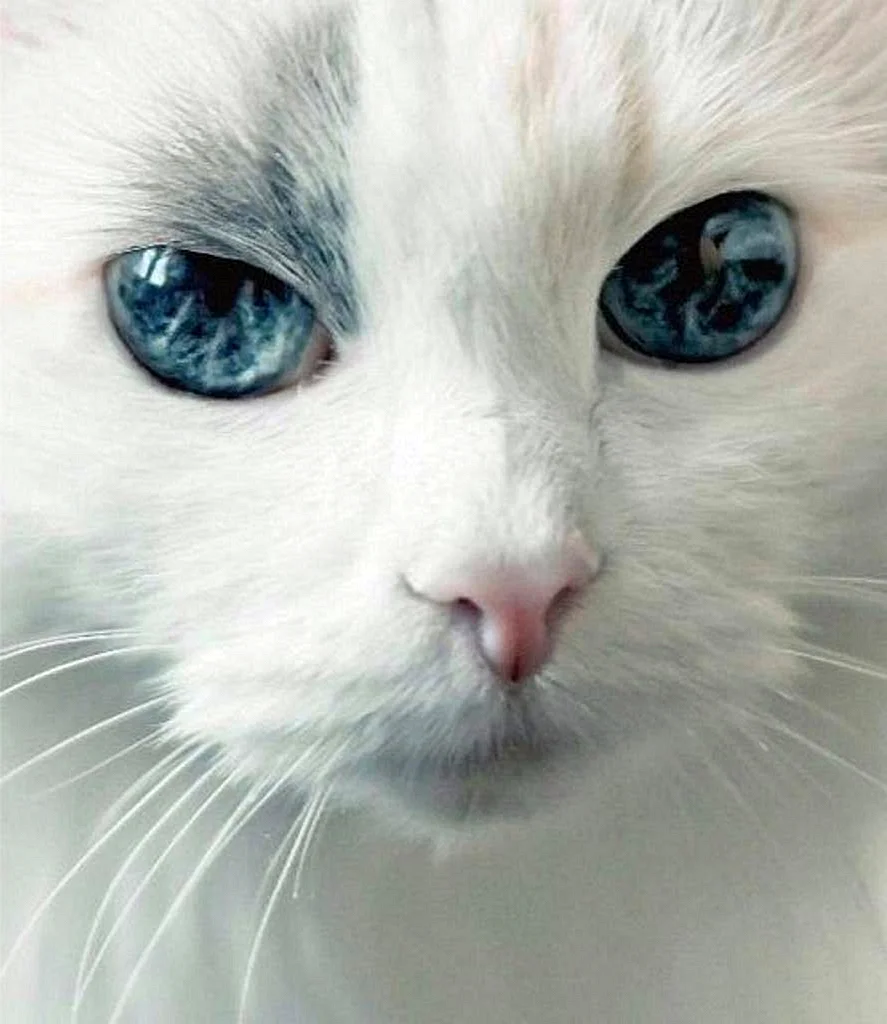 Коты с необычными глазами