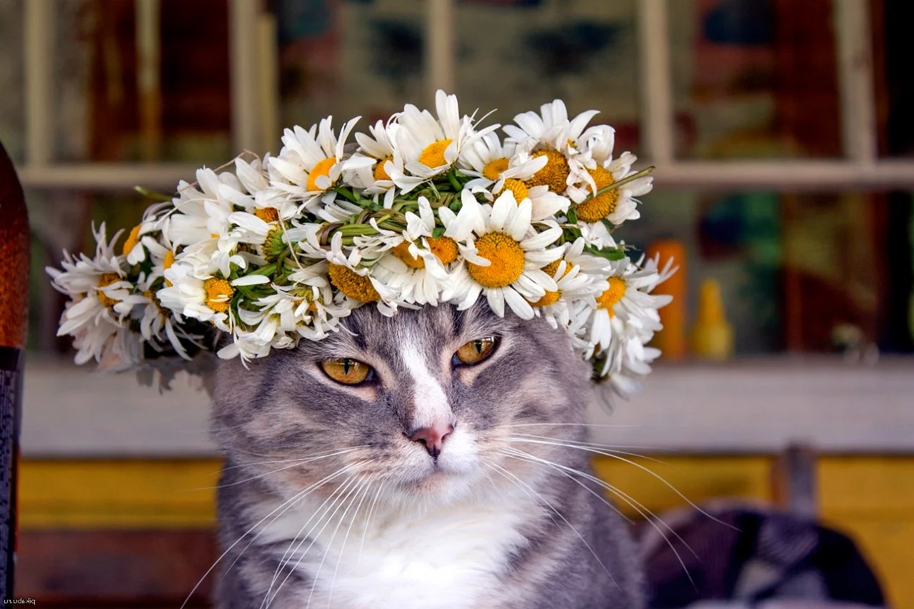 Коты с цветами