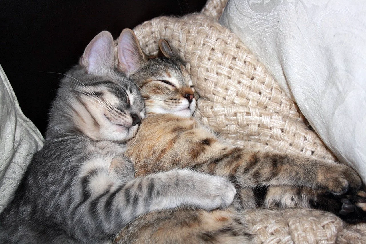 Коты спят в обнимку